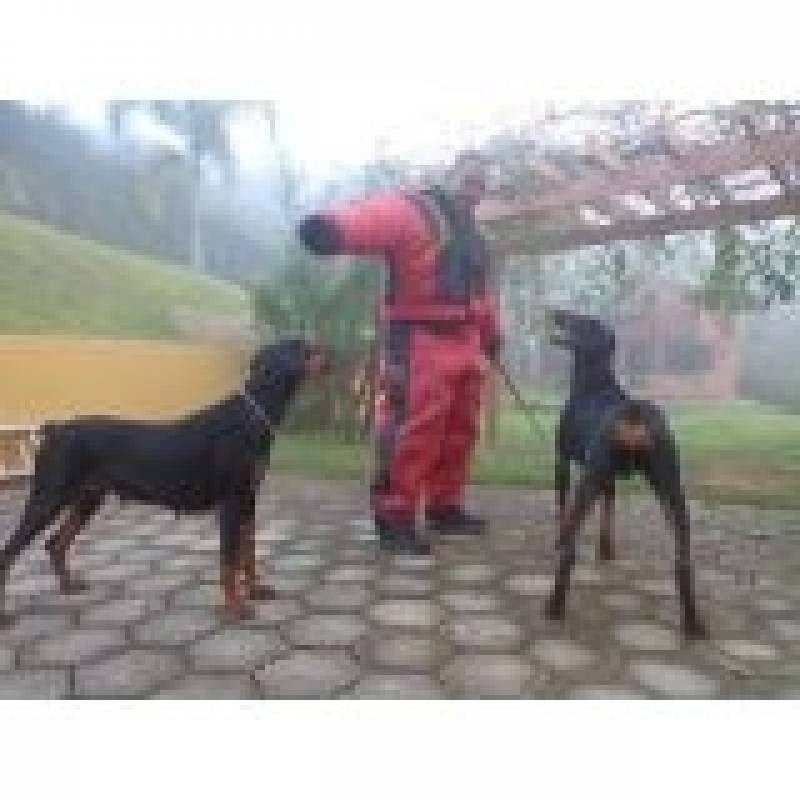 Treinamentos de Cães para Guarda Santana de Parnaíba - Treinamento para Cão de Guarda