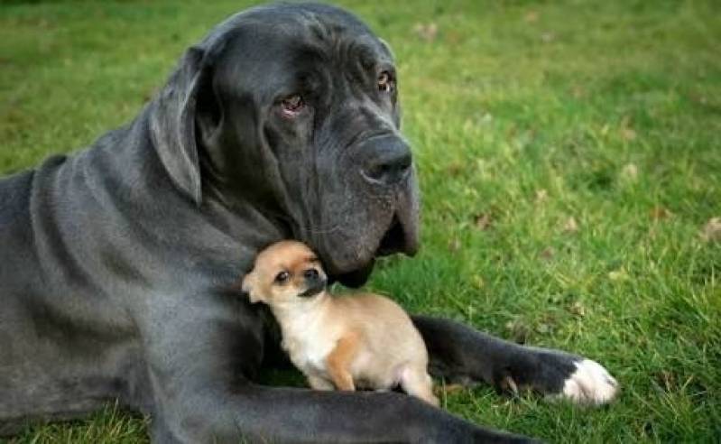 Valor de Adestramento Cachorro Basset Santana de Parnaíba - Adestrar Cachorro Beagle