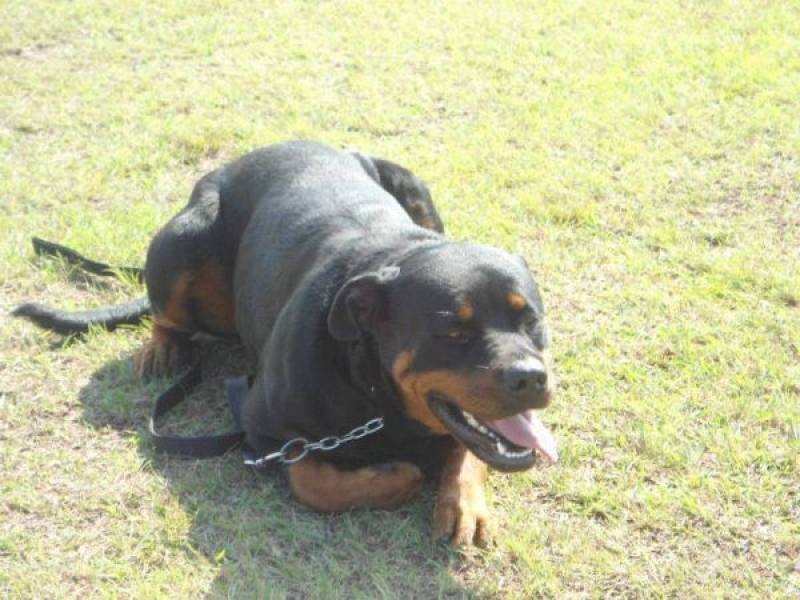 Valor de Adestrar Cachorro Filhote Pit Bull Jardim Bonfiglioli - Adestramento Cão de Guarda